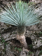 Giardino roccioso